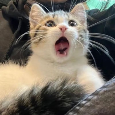 asagakitayo_cat's profile picture. ツイ消し死ぬほどします。 黒い部分┊︎漏洩❌