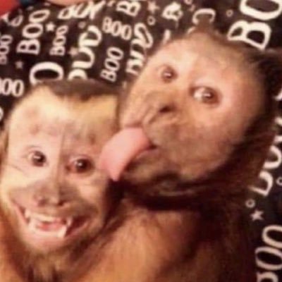 smallbasic_'s profile picture. idk