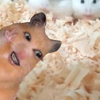 ha? hatdog