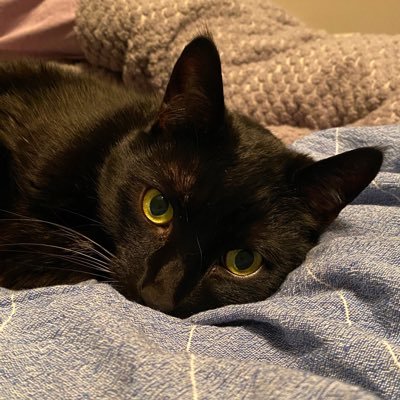 DeborahAlbane11's profile picture. 