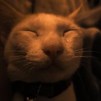 Vismaya (@vizwrites) 's Twitter Profile