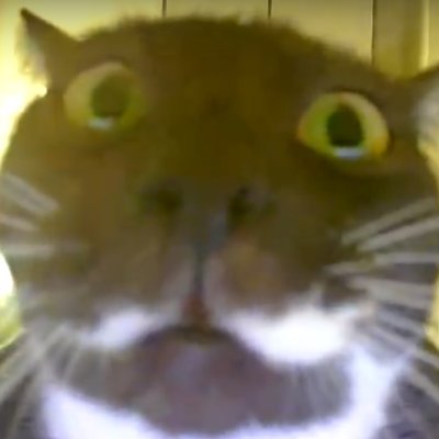 NetinkaStulpas's profile picture. 