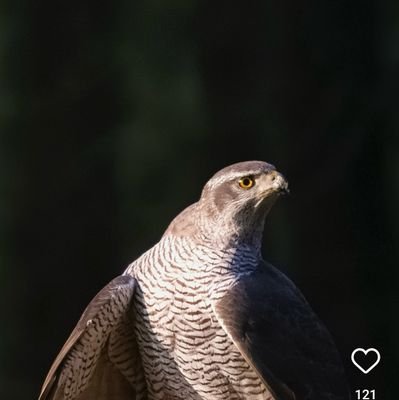 ROBERTMINDCALM's profile picture. acceptance is everything