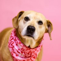 Raleigh Dog Lover (@rducommissary) 's Twitter Profile