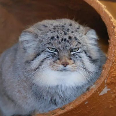 BennyStone94's profile picture. Don't Diffusion, but Flow

Ph.D. student at Stony Brook University working on 3D vision.