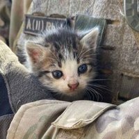 autism diagnosis (@keyboardbadger) 's Twitter Profile