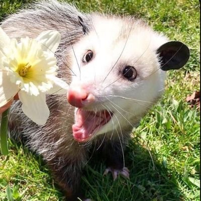 Born to wimsy. Forced to lock in.
🍶🦊|🔌🐰|🐛🪢|🎼|🐾|🎀🍫🔪|🍃|🥥🧁|🇺🇸🐴|❄️🔥🦊|🍮🐙|📚⚔️|🐟👑|🐸💤|💉🍷