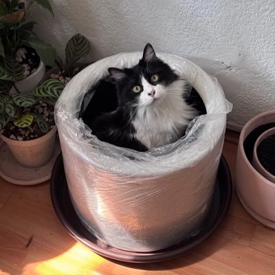 De tierras surianas vengo | En esta cuenta nos gustan los gatitos y las ciencias sociales | Tuiteo de todo | Feminista