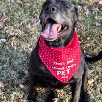 Woof it Down Dog Treats (@woofitdown) 's Twitter Profile