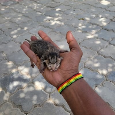 IamNassib's profile picture. I am an outstanding Communicator, a digital nomad actually!
