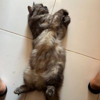 Danblink (@parakakanburay) 's Twitter Profile