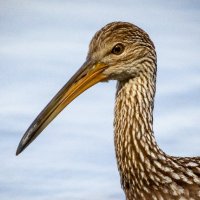 limpkin (@acealeam) 's Twitter Profile Photo limpkin (@acealeam) 's Twitter Profile Photo