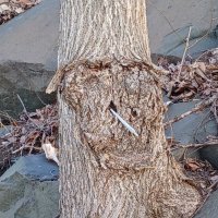 Bryan's Backyard Boogie (@godgrowsit4you) 's Twitter Profile