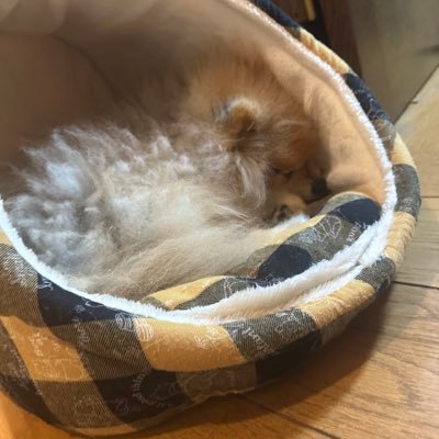 和田雅成さんにはまってます。 犬を飼っているので神経質の方はお取引ご遠慮お願い致します。