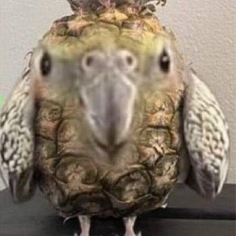 yy_nickk's profile picture. 🪑Follower of Filbism 🪑