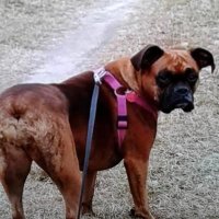 MygirlLucyLu (@robertarensber1) 's Twitter Profile