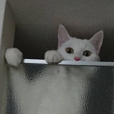 parupan777's profile picture. 双剣　レディ