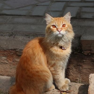 sukasukasry's profile picture. Mas JawaMu