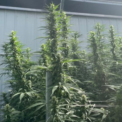 HausofHaze's profile picture. Blending science,patience, and a bit of luck to recreate the iconic haze strains of the 60’s and 70’s. We are rooted in nostalgia and horticulture passion.