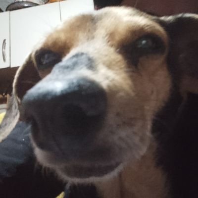 acá se fabrican guardabarros de falcón