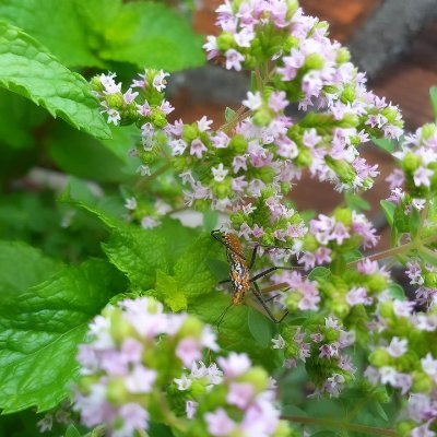 Casalcassino's profile picture. 