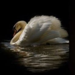 lsaohs's profile picture. 