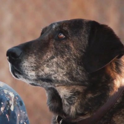 RadarB123's profile picture. woof woof woof arf woof arf