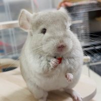 チンチラ♀【おまめ🐭🫘】 (@chilla_omame) Twitter profile photo