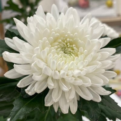 number_9241116's profile picture. 藝大日本画志望。二浪。人。　ɛ ☉ ̲ ̲ ̲☉ ɜ