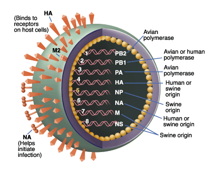 Swine_Virus's profile picture. The latest information and updates on the Swine Influenza Virus