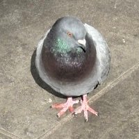 ゆうま (@t_marimo3074) 's Twitter Profile