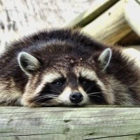 mapache cansado (@lammgs) 's Twitter Profile Photo mapache cansado (@lammgs) 's Twitter Profile Photo