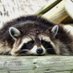 mapache cansado (@lammgs) Twitter profile photo mapache cansado (@lammgs) Twitter profile photo