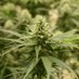 Plantlab_Cannabis Farm (@plantlabth_farm) Twitter profile photo Plantlab_Cannabis Farm (@plantlabth_farm) Twitter profile photo
