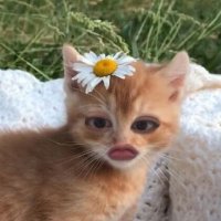 ม่าม๊าพี่น่า (แม่ทูลหัวพี่ตะวัน) (@fttttyyyyy) 's Twitter Profile