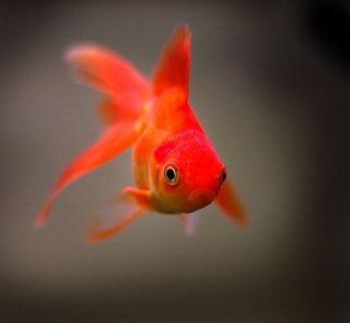 a true goldfish...visit my blog and then you'll find out about my favorite picks!