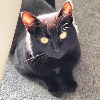 trish forsman (@colintrish) 's Twitter Profile