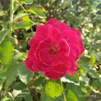 Muhammad Raza (@raza123maxc) 's Twitter Profile