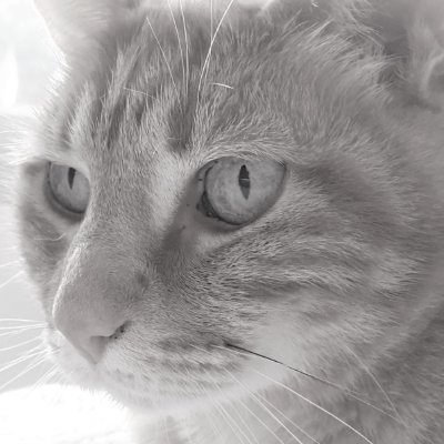 curieuseneus's profile picture. 