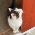 getigART🙎🏻🎨, Masa 🐾🌈 & Pico 🐾😺 (@getigart) Twitter profile photo getigART🙎🏻🎨, Masa 🐾🌈 & Pico 🐾😺 (@getigart) Twitter profile photo