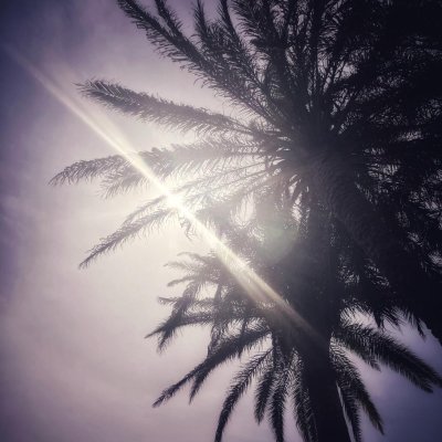 TTreasaigh's profile picture. 