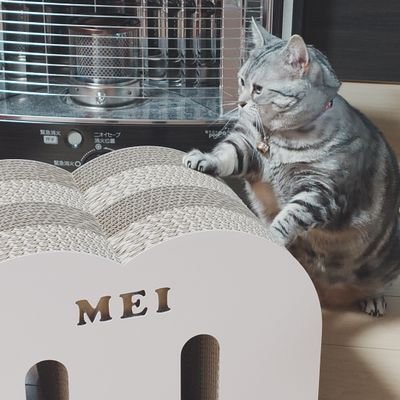 アメショのようなマンチカンのメイ(2019.12.8生まれ、女の子)との日常を気まぐれにツイートしてます。
趣味でオーディオやってます。(趣味垢はこちら→@marantzparadigm)