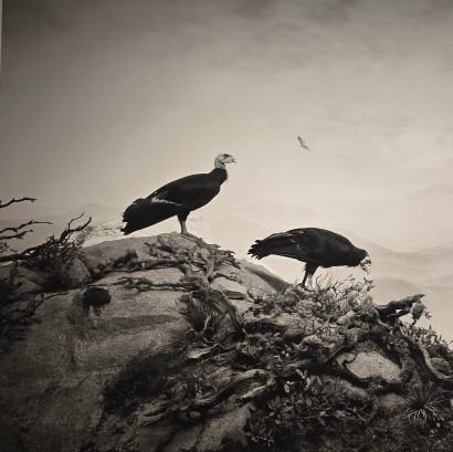 sleepie_hitsuji's profile picture. Having studied Japanese, I love Japanese literature and culture. Nakajima Miyuki and Enka fan.

シドニー在住。日本文学と文化が大好き。中島みゆきと演歌ファン。