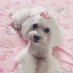 =͟͟͞♡뿌이🐰富丽♡ 🌷🌟💫 (@realpuipui) Twitter profile photo =͟͟͞♡뿌이🐰富丽♡ 🌷🌟💫 (@realpuipui) Twitter profile photo