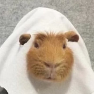 赤豚鼠さんのプロフィール画像