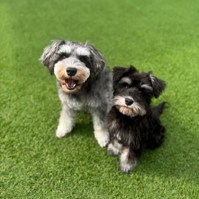 latte_1129's profile picture. ラテ♂🏠2022.2.6🎂2021.11.29生まれ♡    モカ♀🏠2025.1.3🎂2024.11.7生まれ♡ 夫婦共同垢👫 シュナウザー兄妹🤍甘えん坊の長男🐶マイペースな長女🐶と仲良くしてください🫶