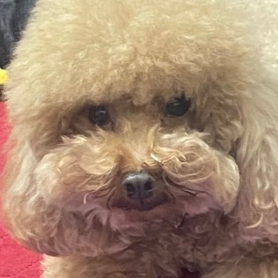 renef4cher's profile picture. 