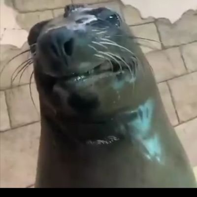 @Wooky141
