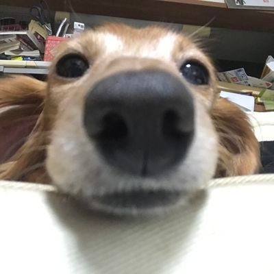 金木犀さんのプロフィール画像