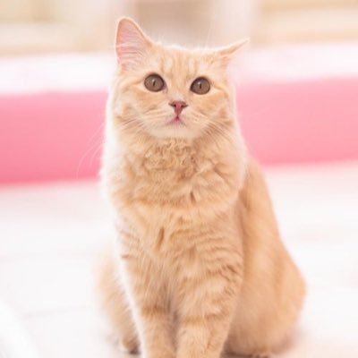 レスられ不倫され再構築を目指していましたが断念。 離婚。 シングルファザー。 元妻から復縁を要求されている。今は色々な取り決めの最中。 その後向き合い、元妻が変われば家族復活